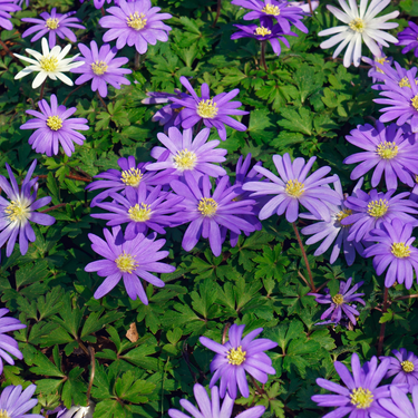 Anemone Blanda Blue Shades - Grecian Windflower